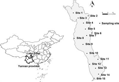 Light, but Not Nutrients, Drives Seasonal Congruence of Taxonomic and Functional Diversity of Phytoplankton in a Eutrophic Highland Lake in China